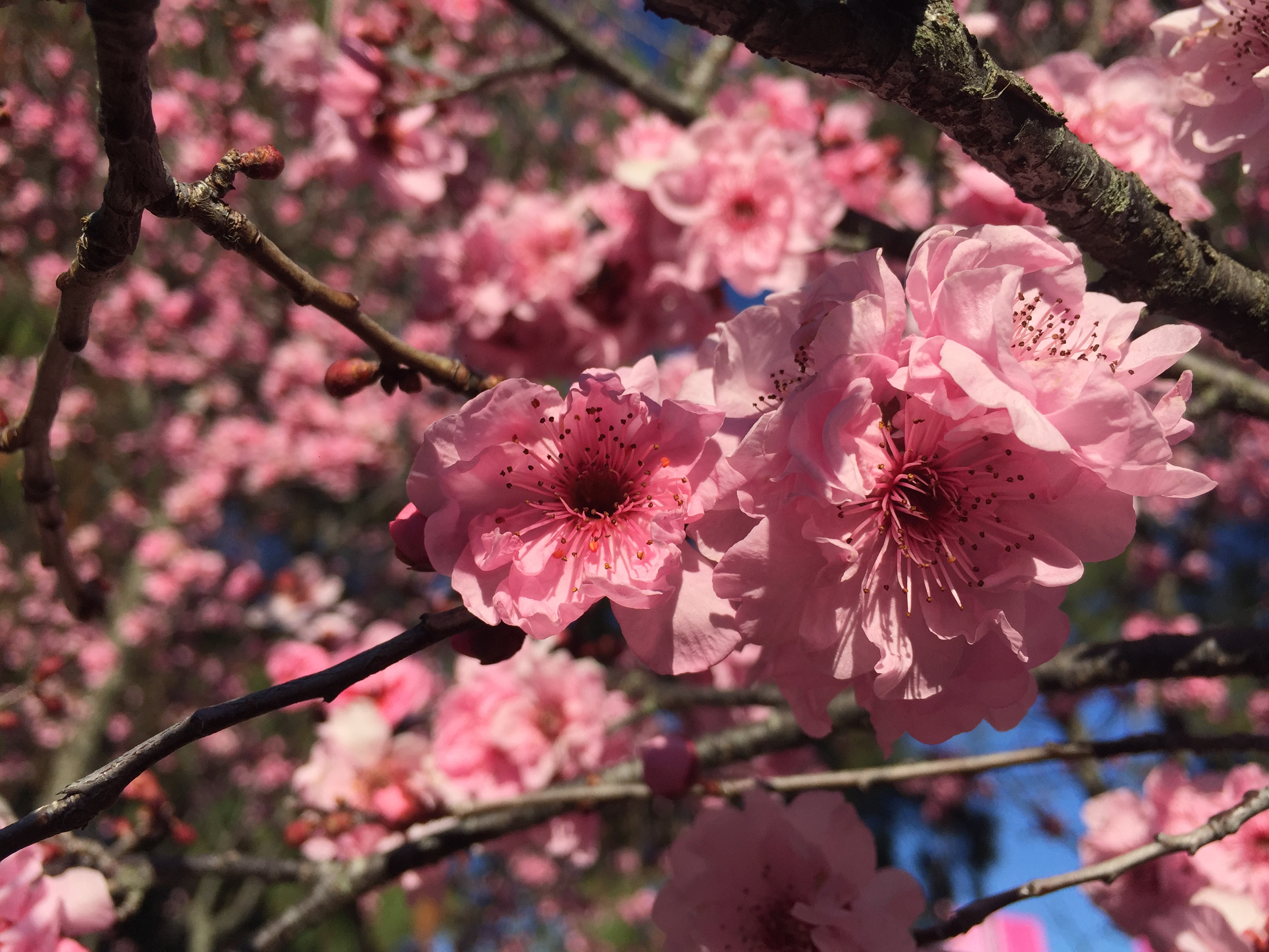 Hanami - Cherry Blossom Festival in Sydney