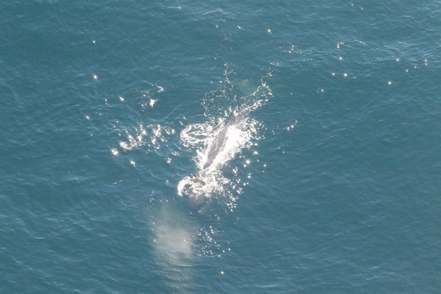 Whale watching scenic flight