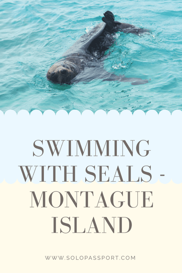 Swimming with Seals at Montague Island