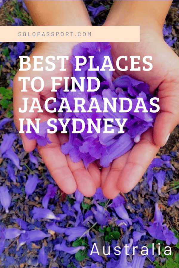 Jacarandas in Sydney