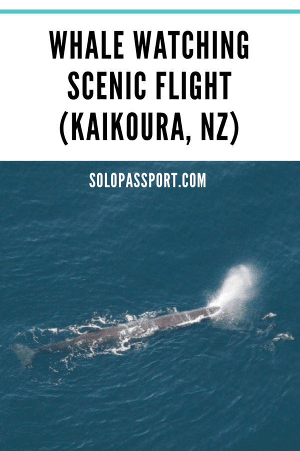Whale watching scenic flight (Kaikoura)