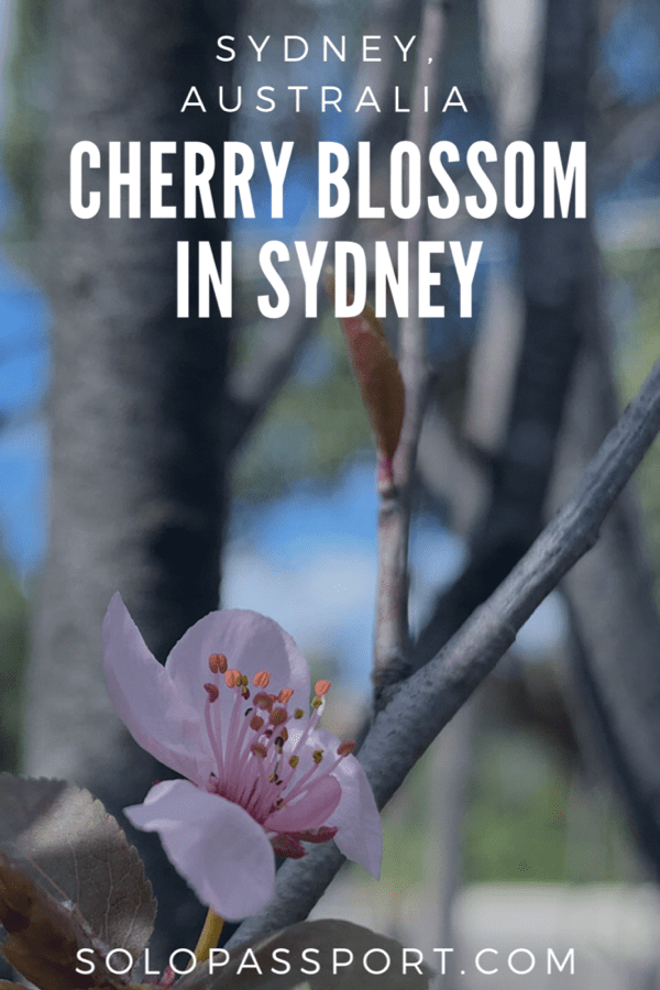 PIN for later reference - Hanami - Cherry Blossom Festival in Sydney