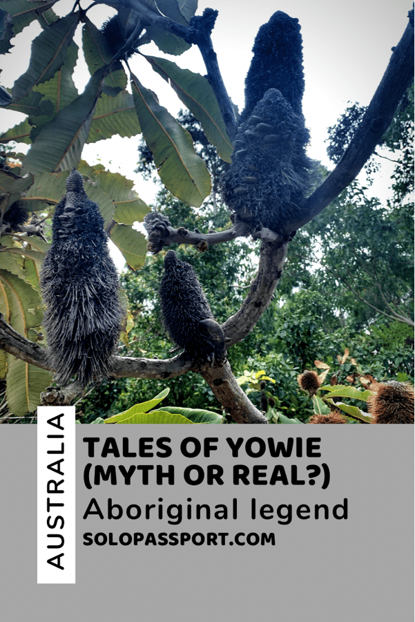 PIN for later reference - Tales of Yowie | Myth or Truth?