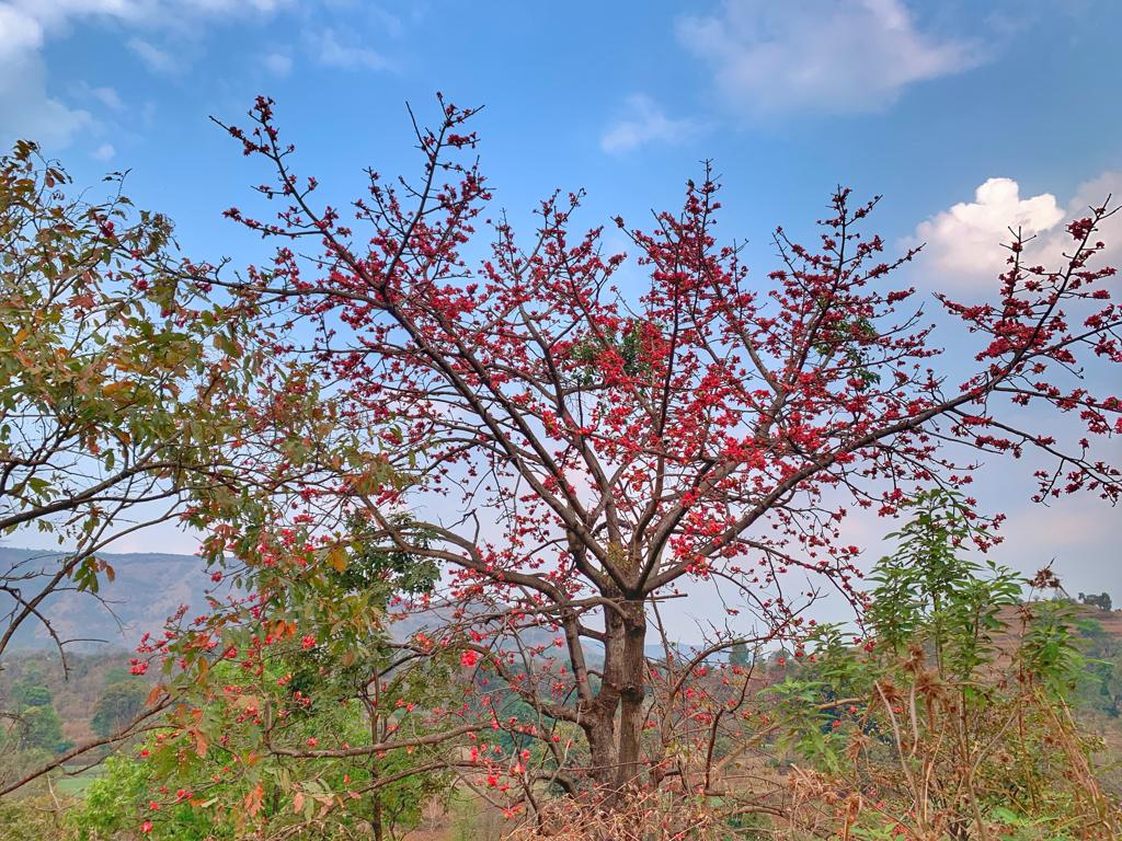 Bombax Ceiba Tree (Red Cotton Tree) - Nature walk at Redstone Resort