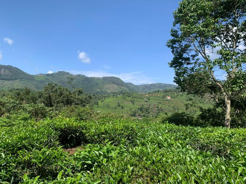 View of the mountains at Kotagiri trek