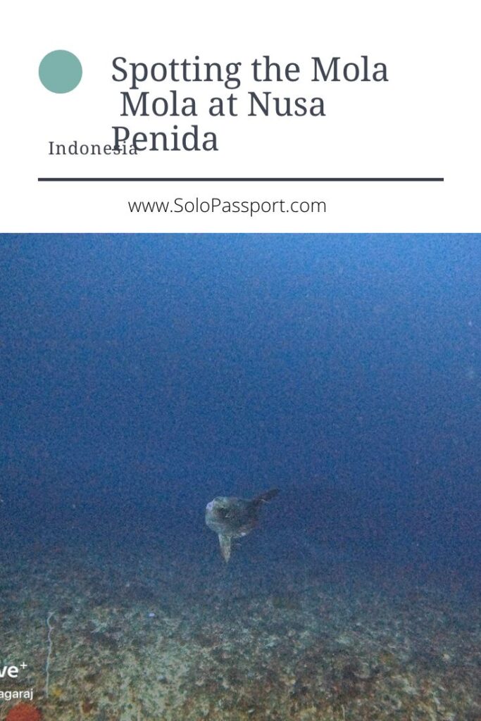 PIN for later reference - Spotting the Mola Mola at Nusa Penida