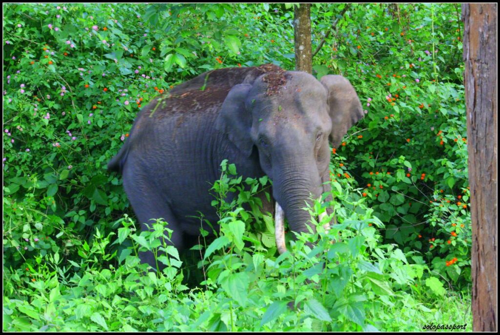 Elephant at Nagarhole National Park