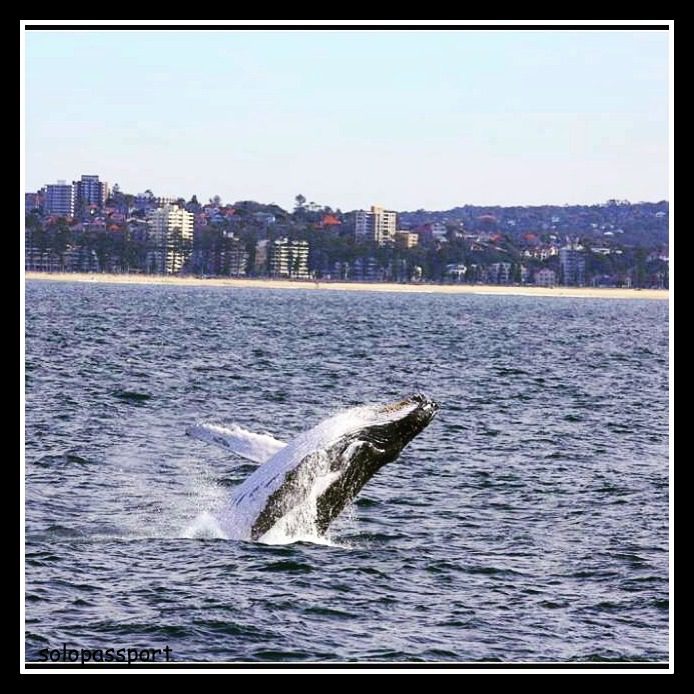 Whale watching Sydney