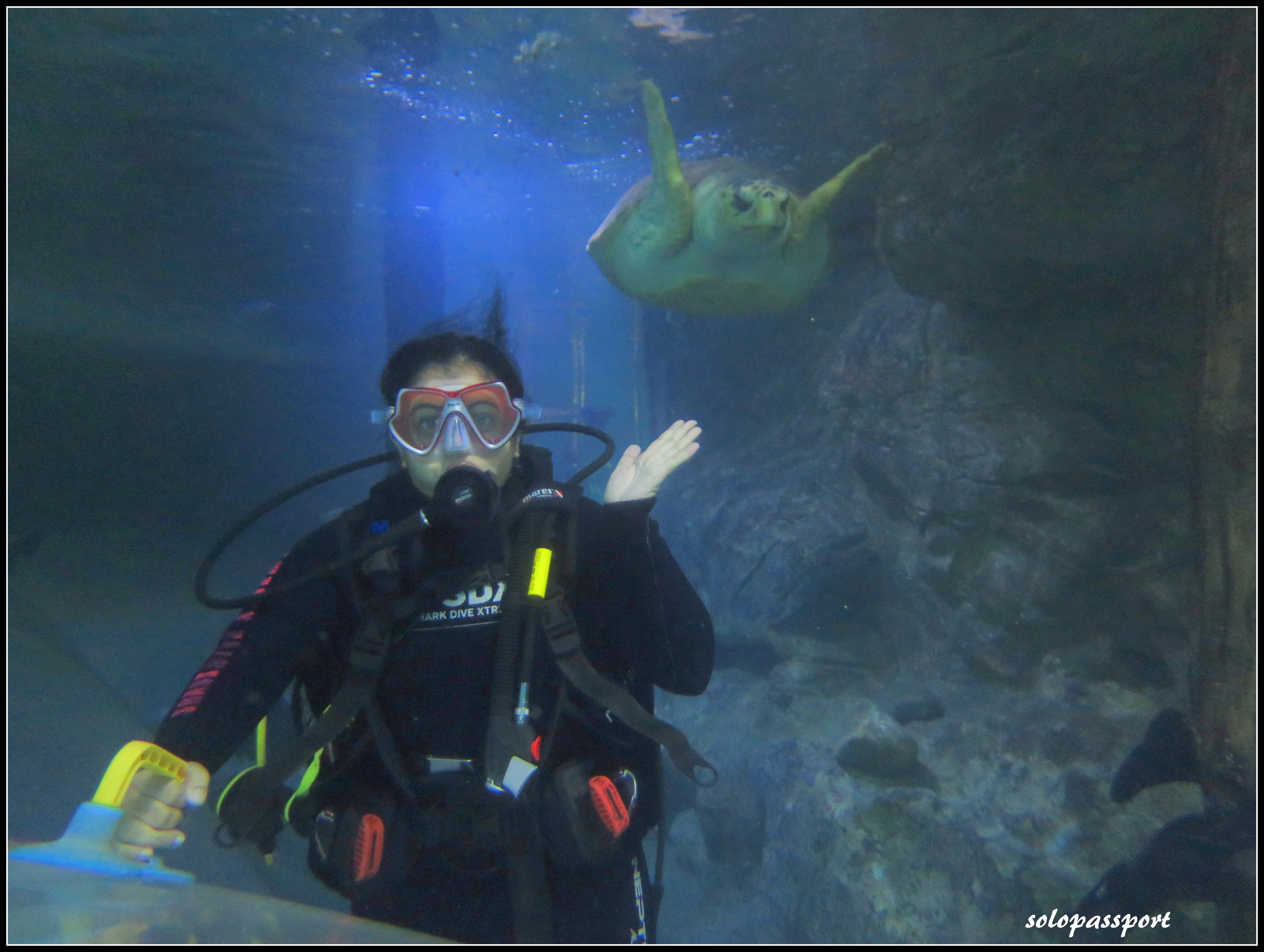 Shark Dive Xtreme in Sydney