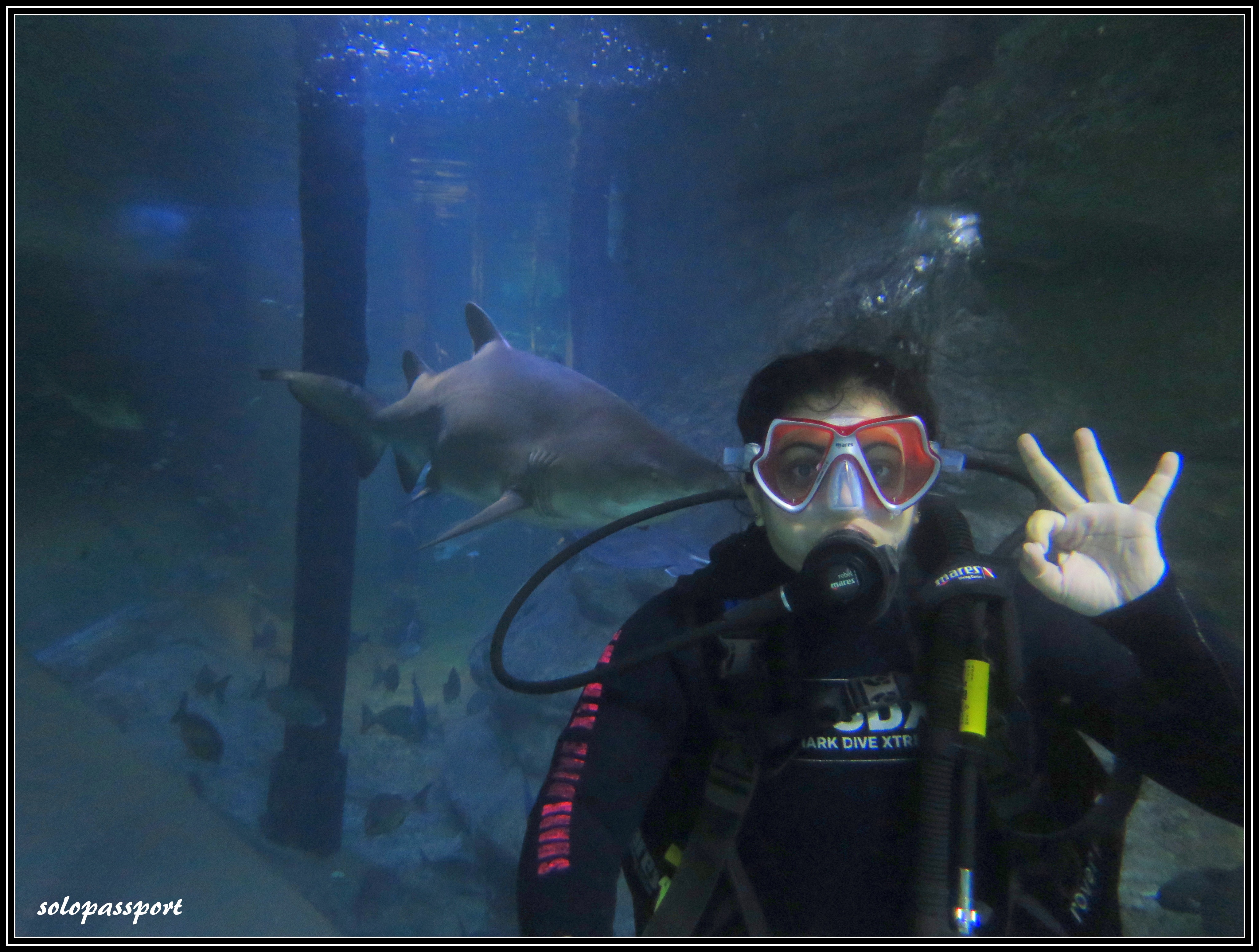 Shark Dive Xtreme in Sydney