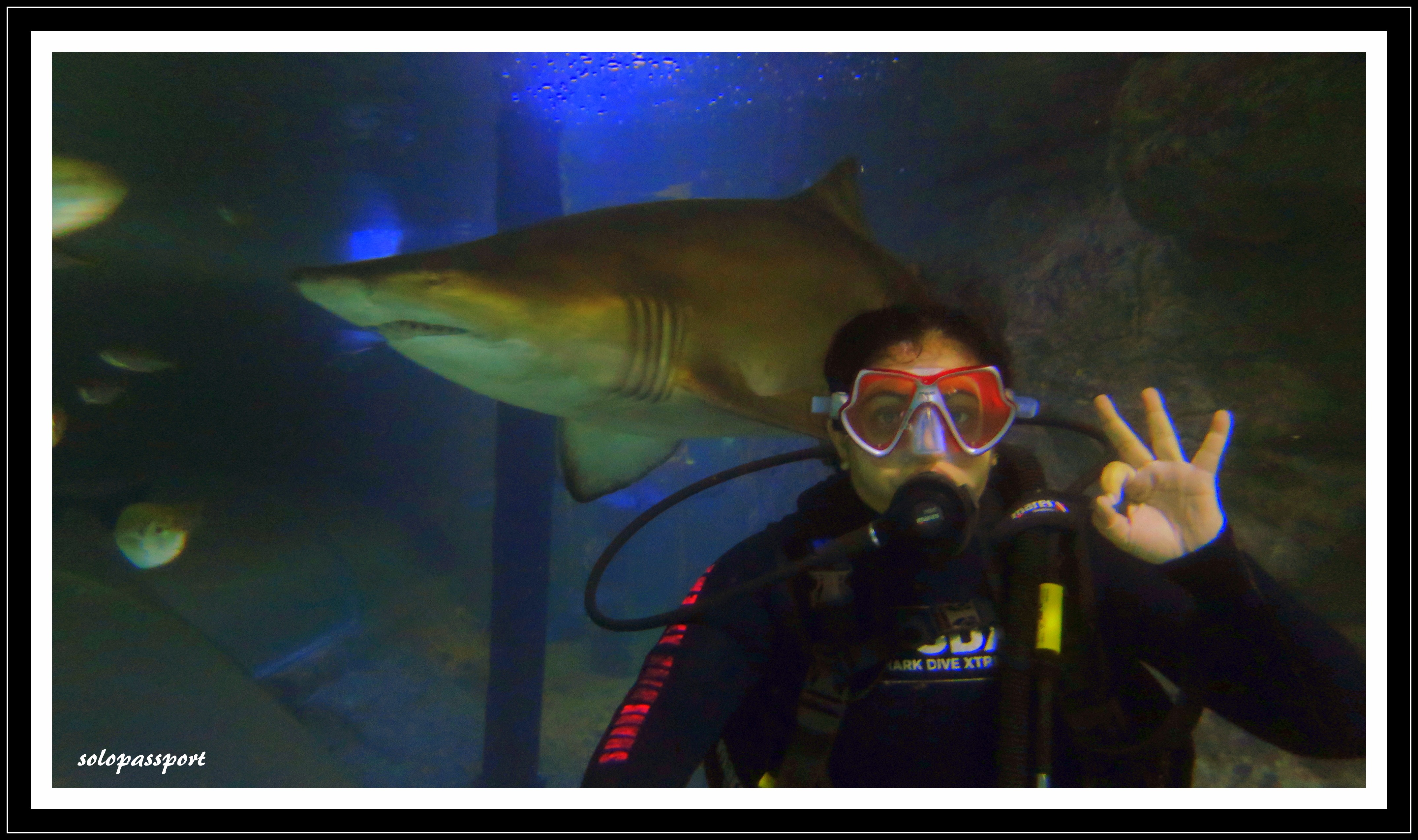Shark Dive Xtreme in Sydney