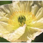 Floriat - Tulips festival in Canberra