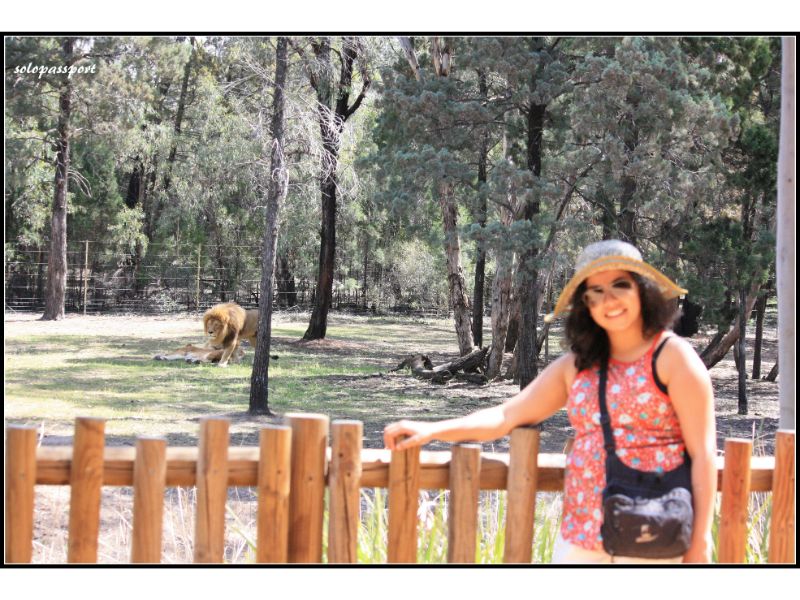Raksha at Dubbo Zoo NSW