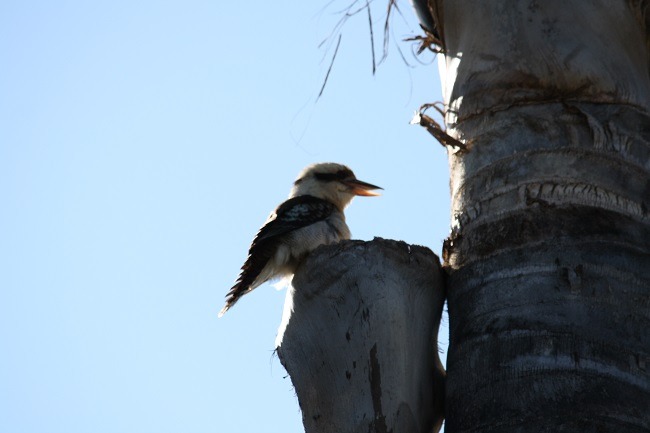 Kookaburra - Australia's Native Birds