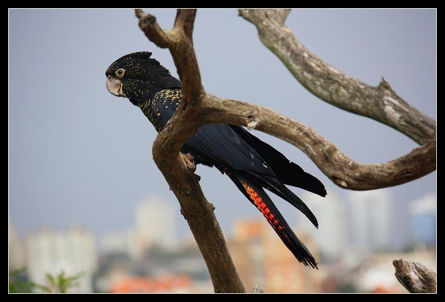 Red tailed black cockatoo