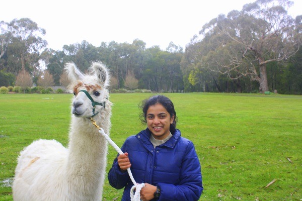With the Llama - Hanging Rock Summit Hike in Macedon Ranges