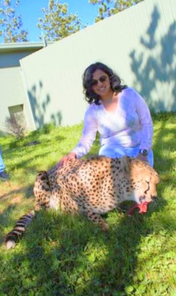 Pat a cheetah - National Zoo and Aquarium at Canberra