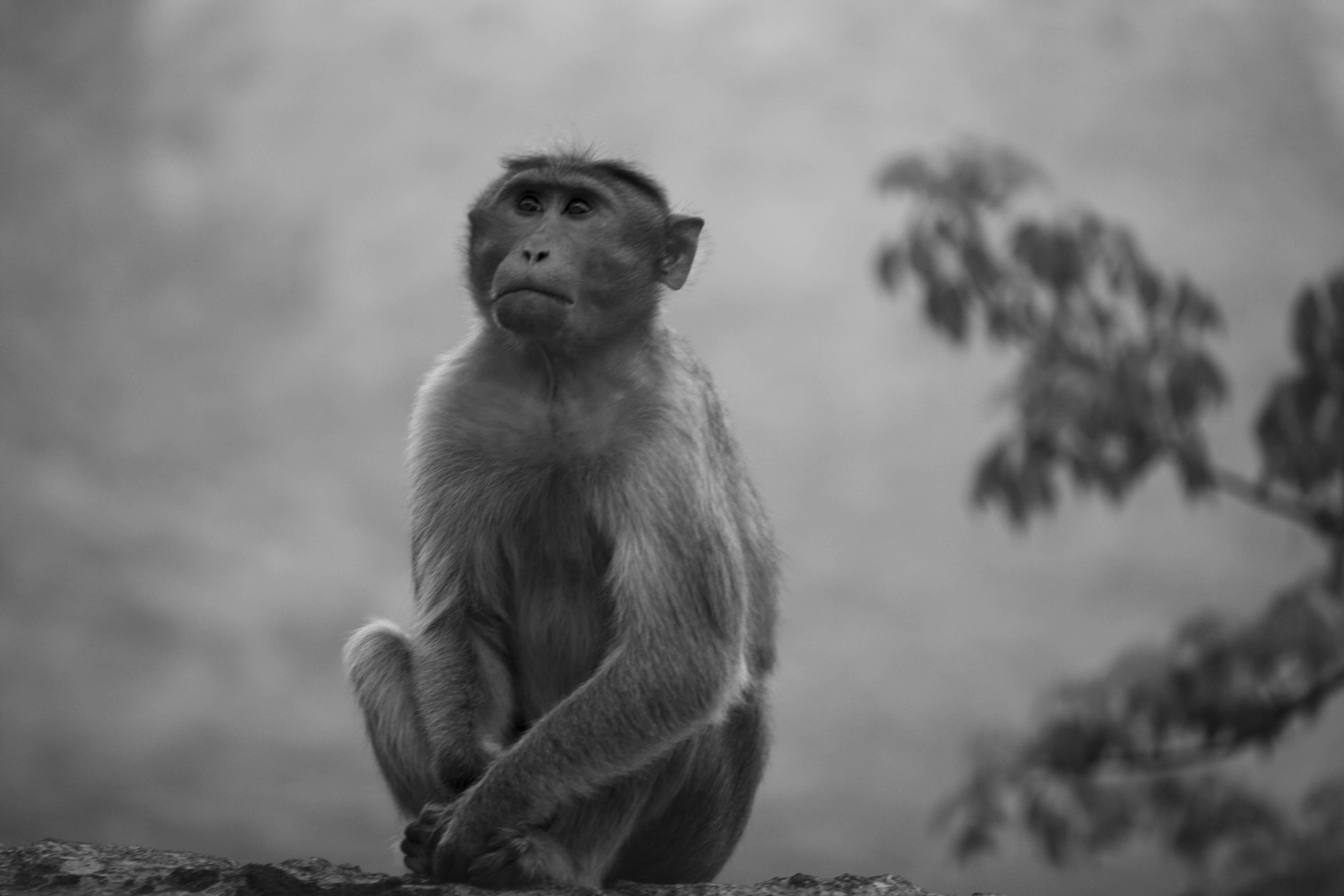 Sathyamangalam Wildlife Sanctuary