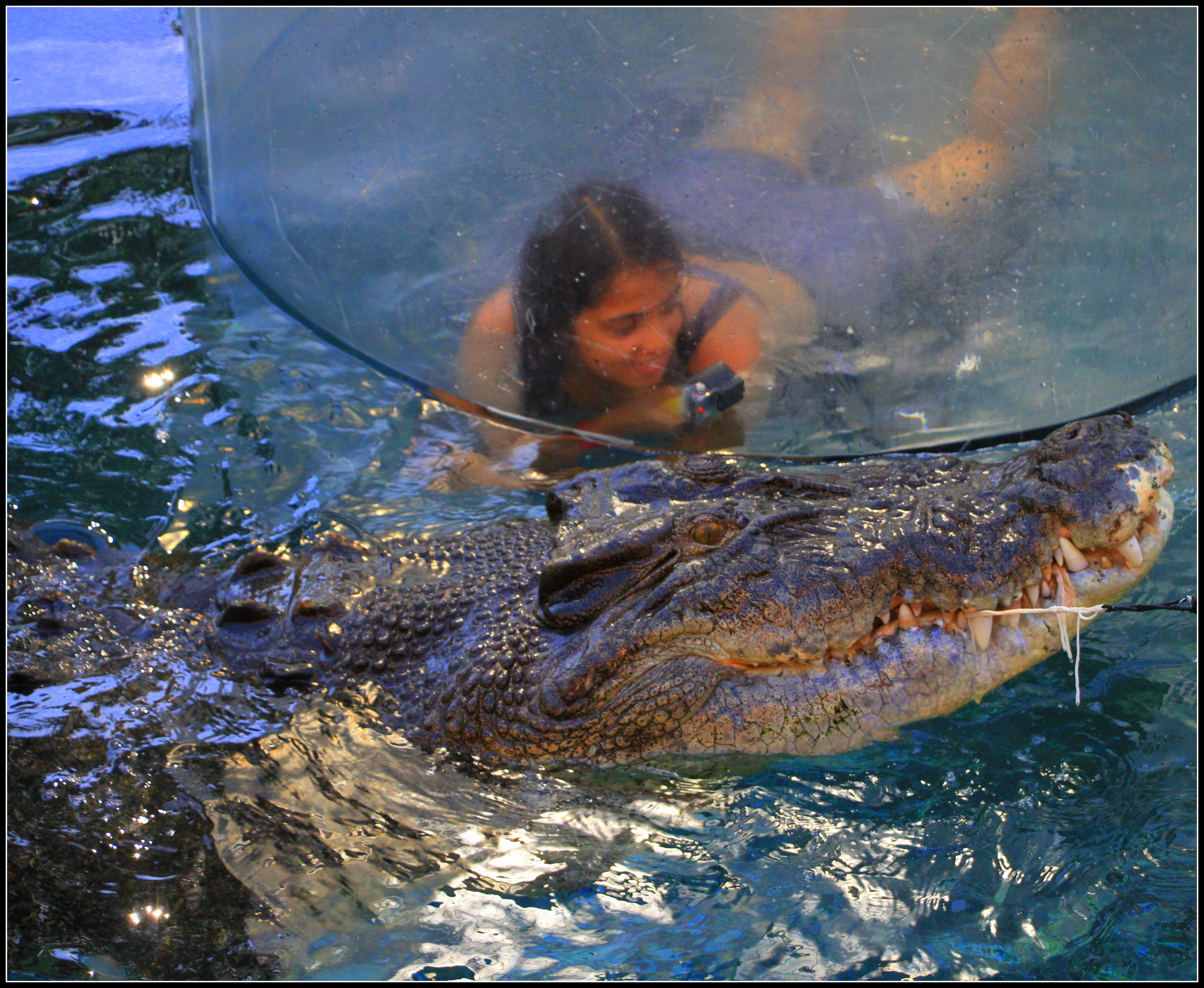 Cage diving with the salt water crocodile - Bucket List Ideas Australia