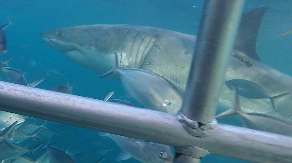 Cage Diving With Great White Sharks
