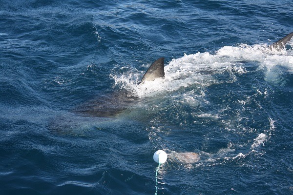 View of the shark - Cage Diving with Great White Sharks