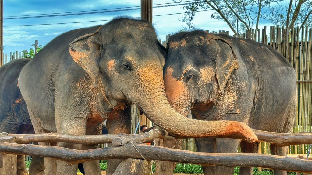 Elephants at Elephant Jungle Sanctuary Phuket