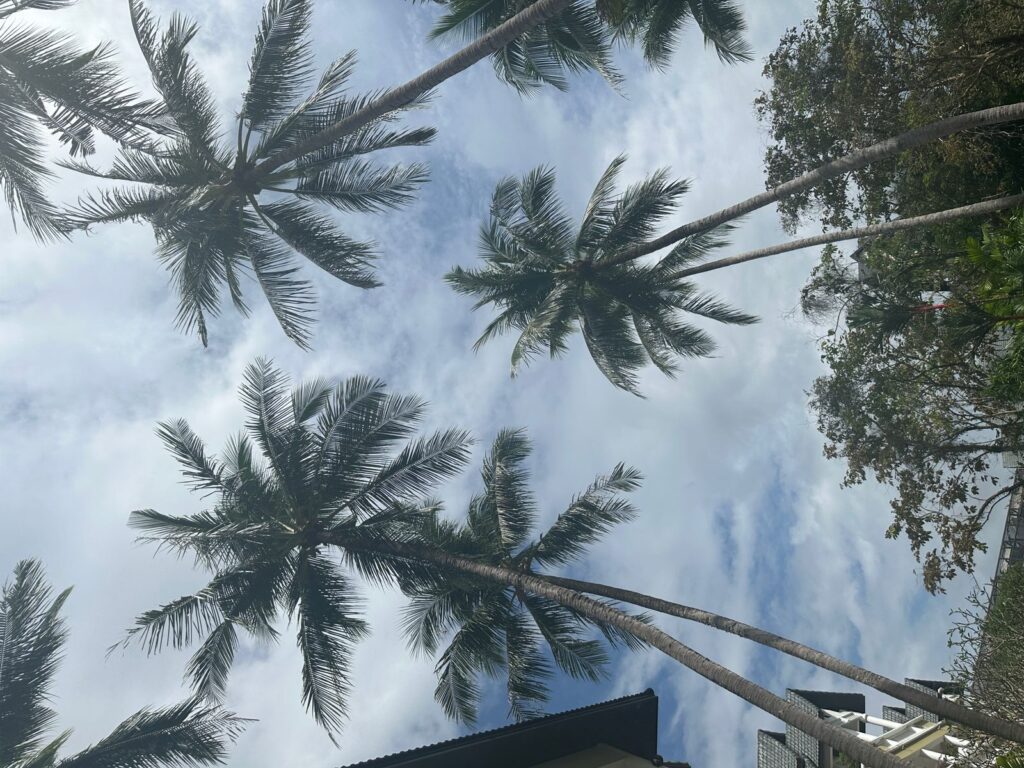 Angsana Laguna - Palm trees in Phuket