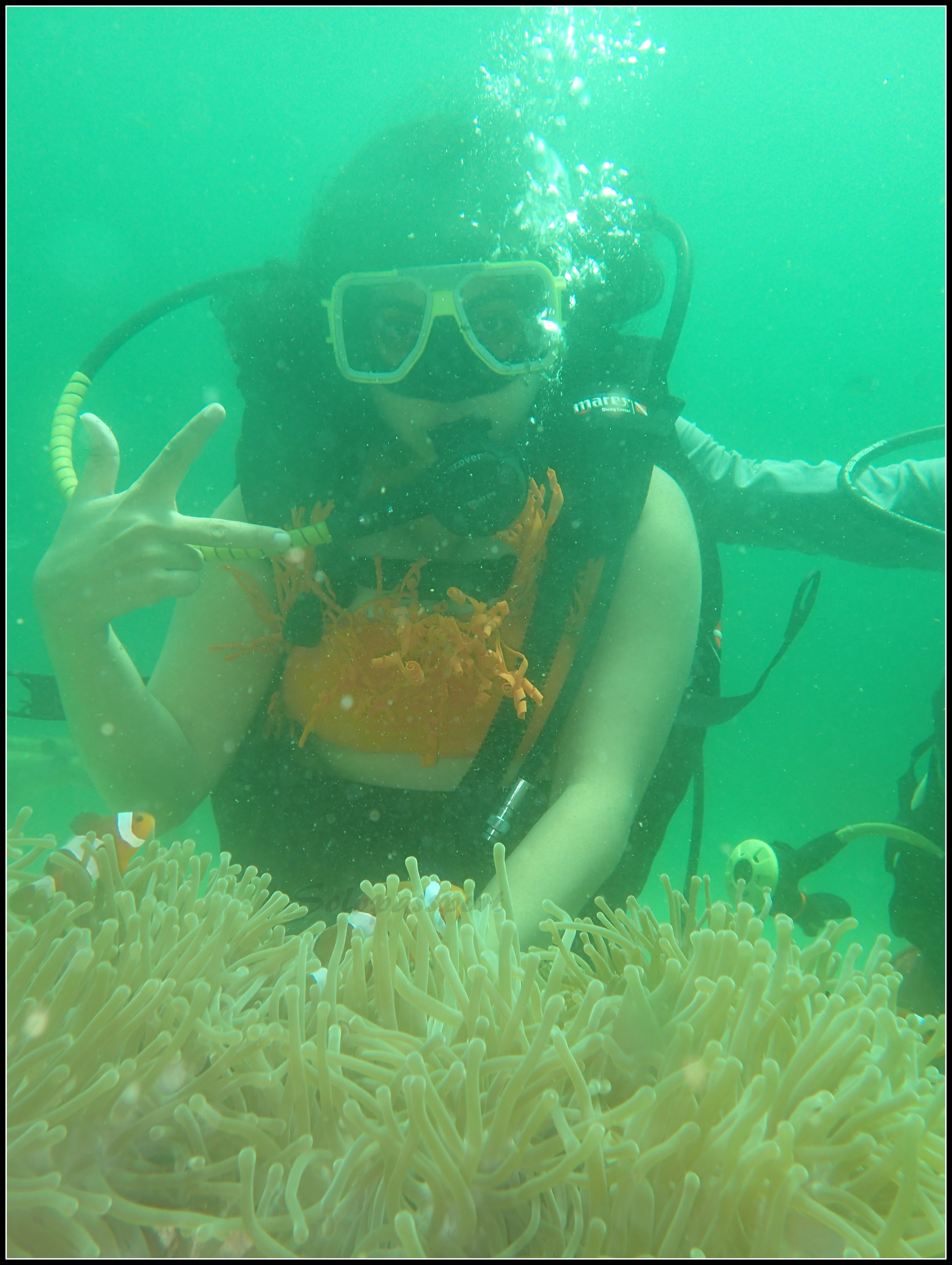 Fining Nemo in Pulau Payar