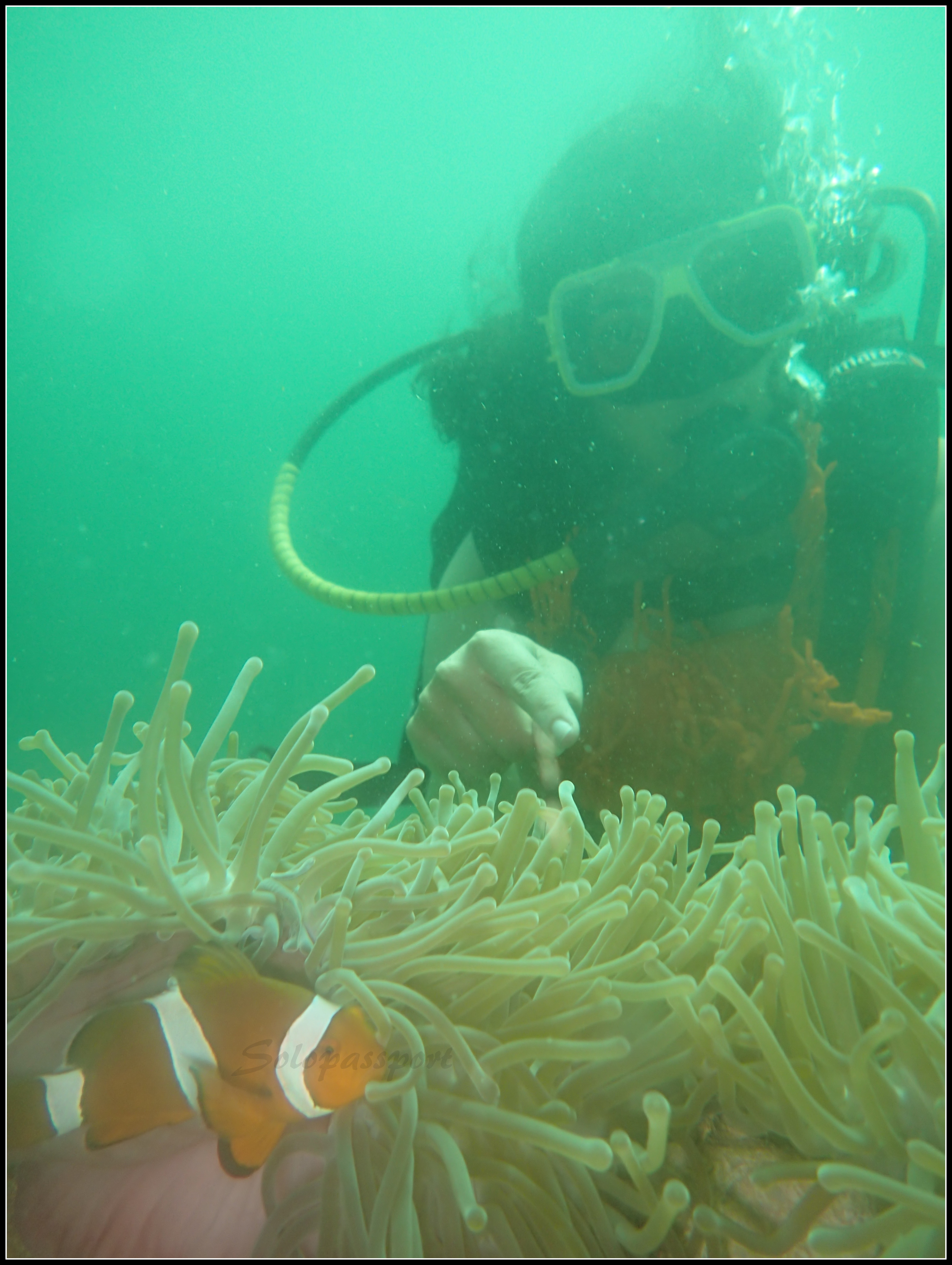 Fining Nemo in Pulau Payar