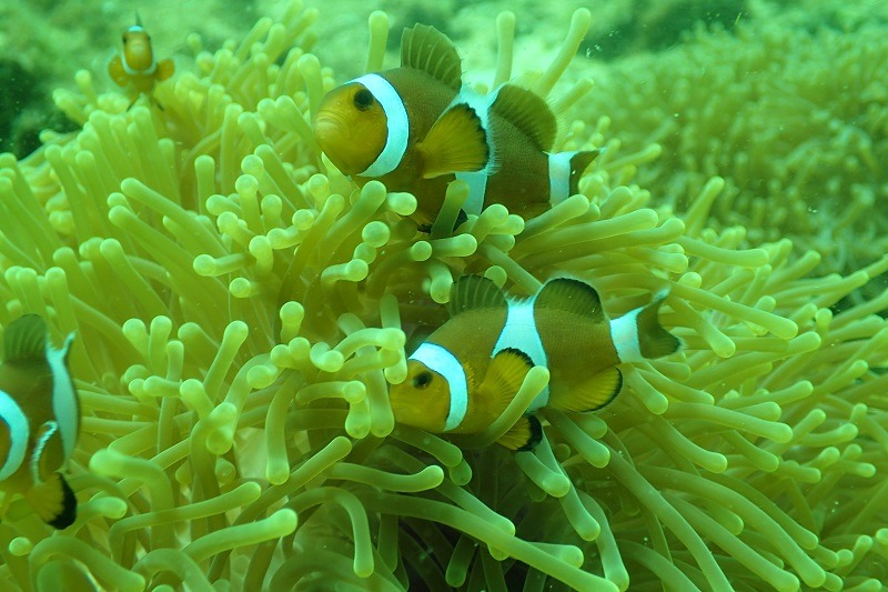 Finding Nemo in Pulau Payar (Langkawi)