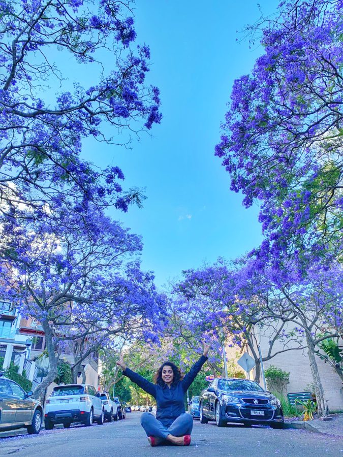 Jacarandas season in Sydney