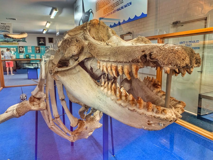 Whale Skeleton at Eden Killer Whale Museum - Sydney to Lakes Entrance