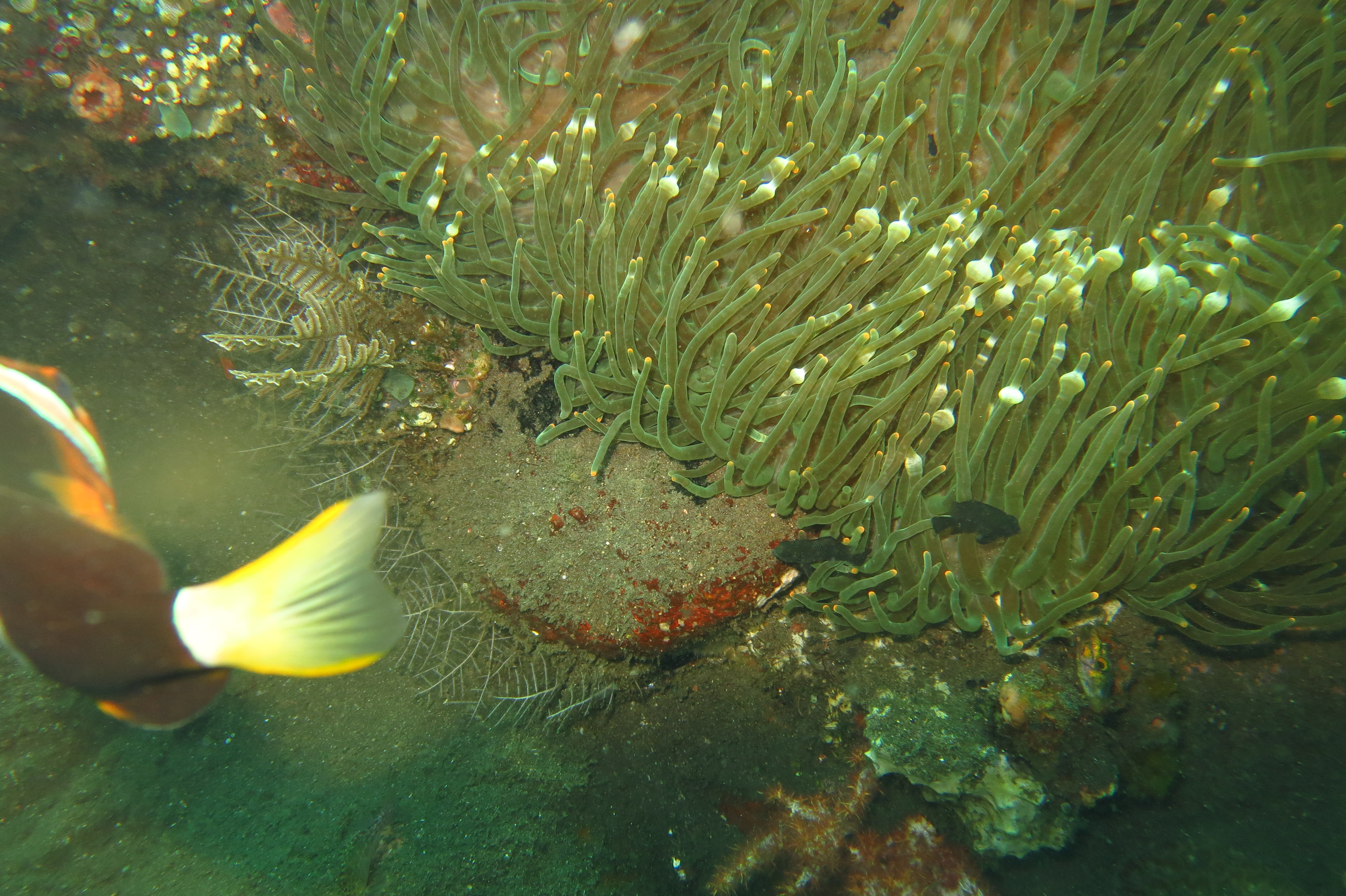 Wreck Diving at Tulamben (2024)