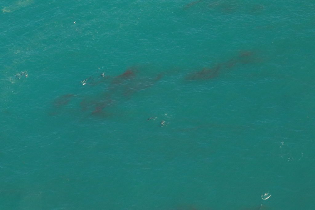 Dolphins during my whale watching scenic flight in Kaikoura
