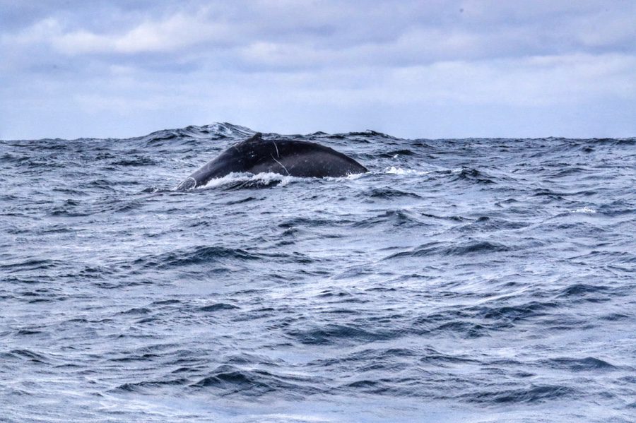 Whale watching in Sydney