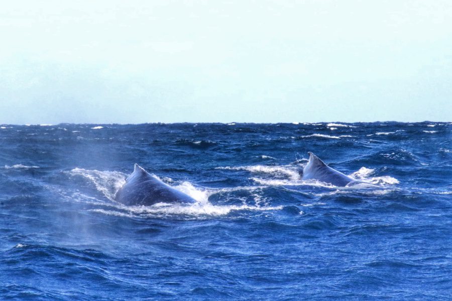 Whale watching in Sydney