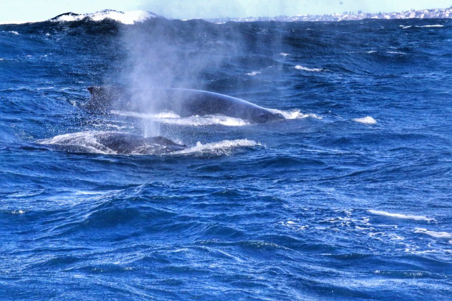 Whale watching in Sydney