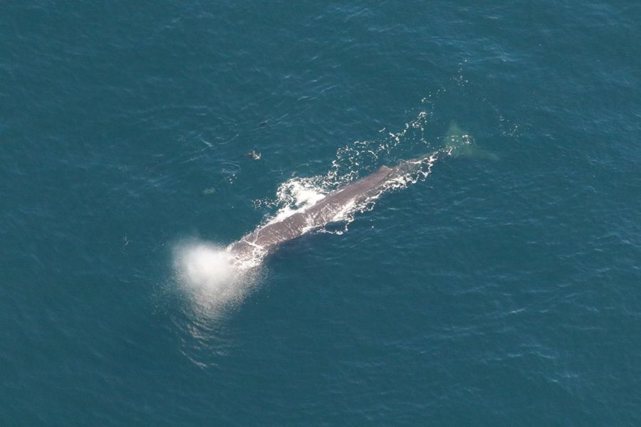 Whale watching scenic flight