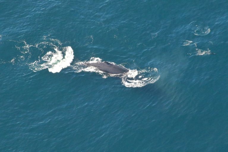 Whale watching scenic flight in Kaikoura