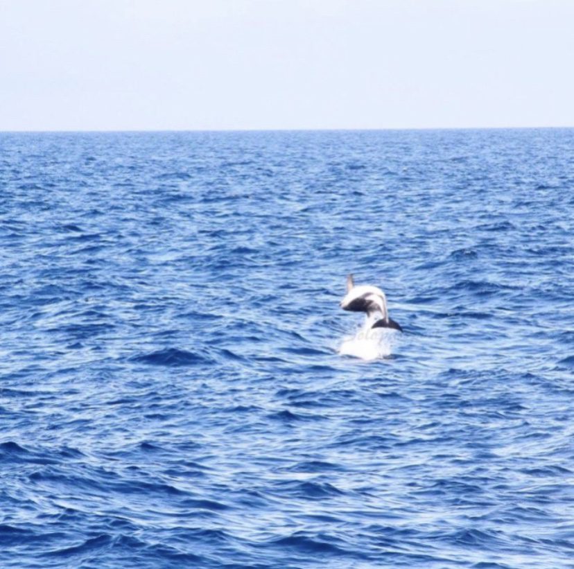 Swimming with dolphins