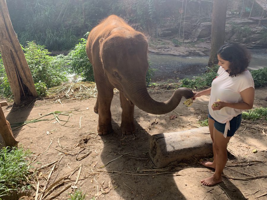 Elephant camp Thailand