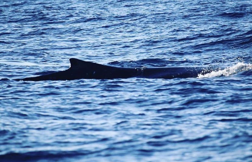 Whale watching Sydney