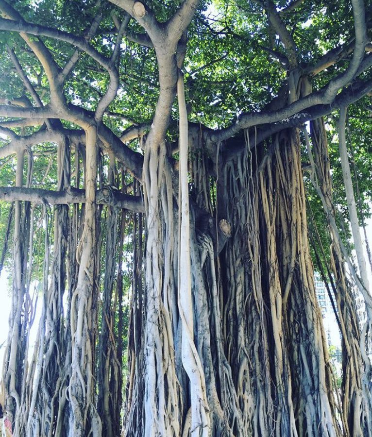 The Big Banyan tree Hawaii