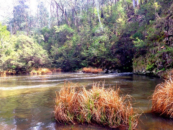 Upper Yarra Goldfields Circuit Walk