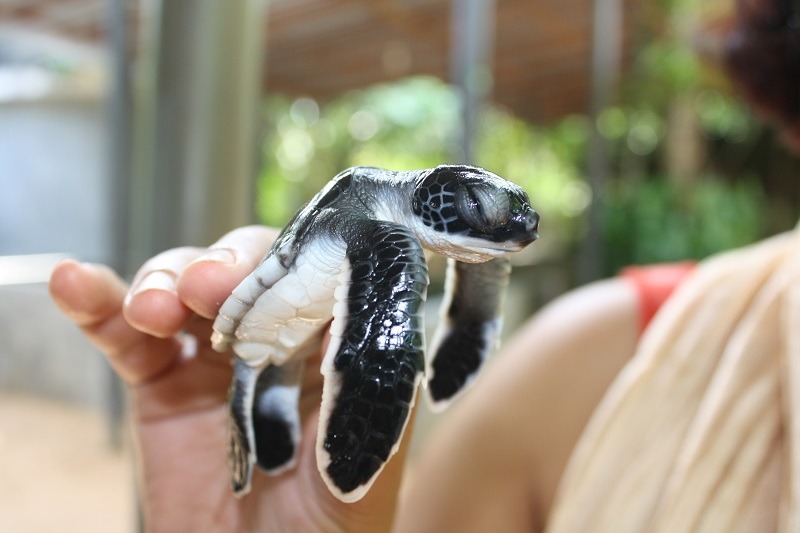 Sea Turtle Conservation - Bentota