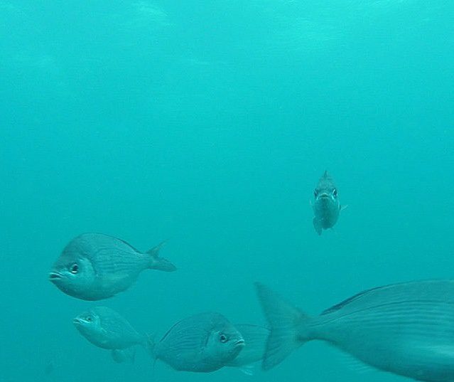 Scuba Diving in Sesimbra (2024)