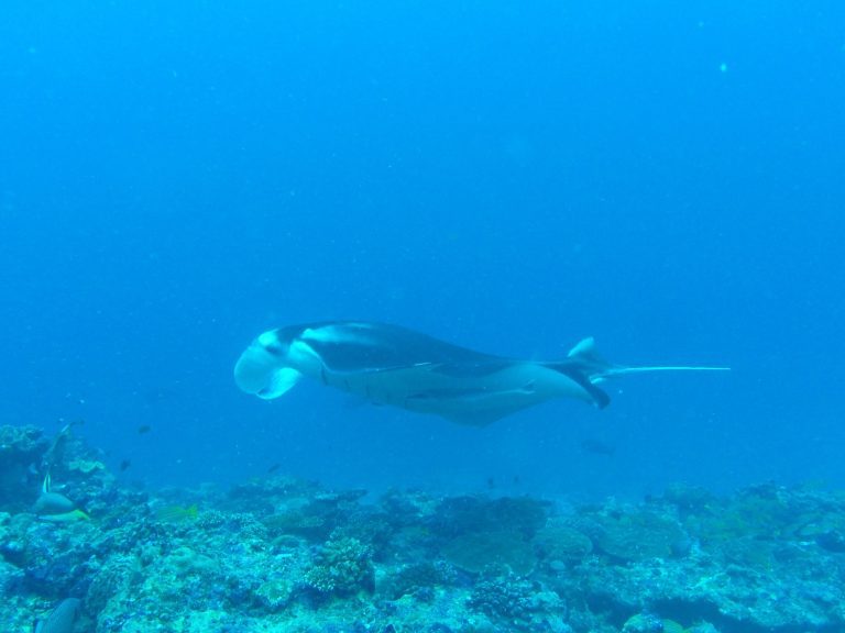 Scuba diving in North Ari Atoll (Maldives)