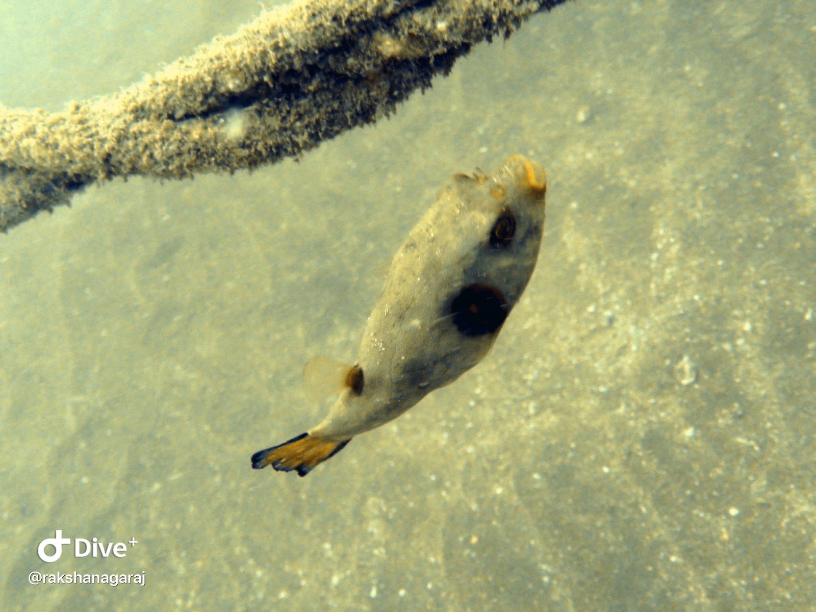 Fishes at Temple Reef | Pondicherry