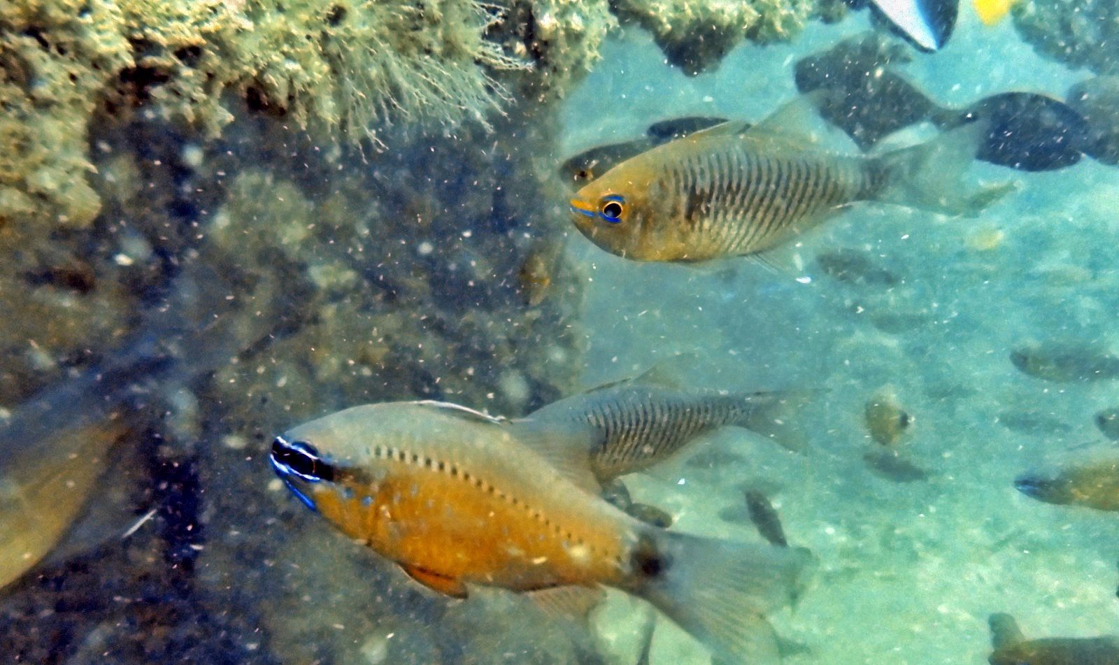 Fishes at Temple Reef