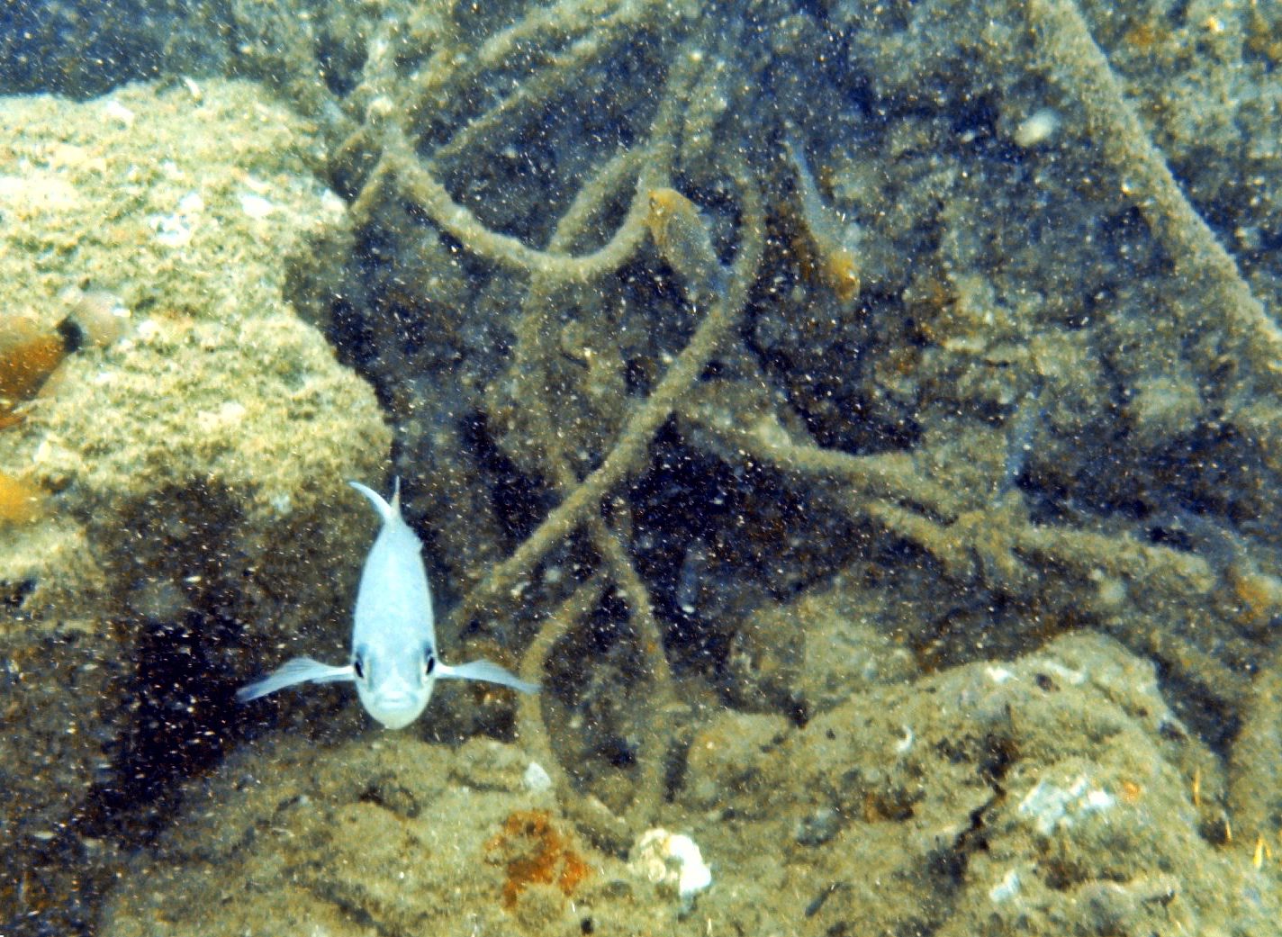 Fish at Temple Reef